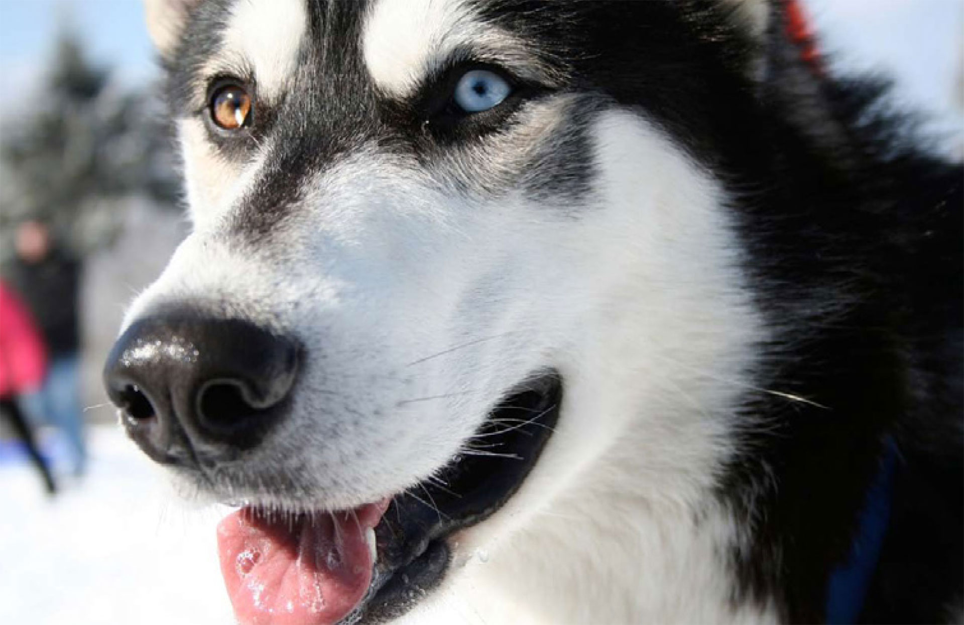 husky